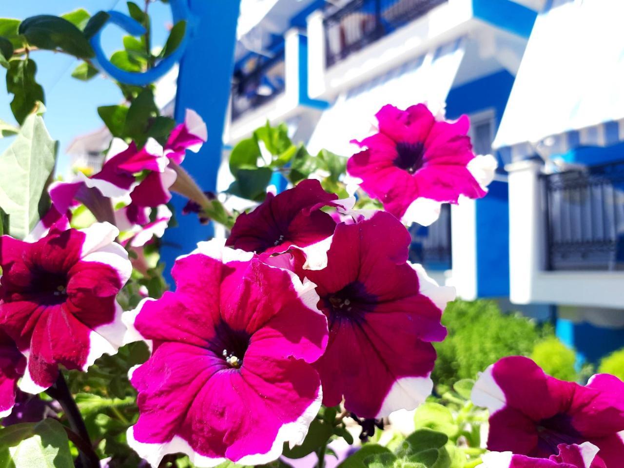 Zante Dahlia Hotel Laganas Exterior foto