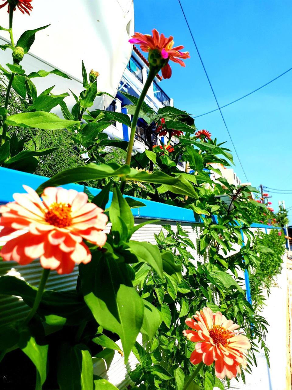 Zante Dahlia Hotel Laganas Exterior foto