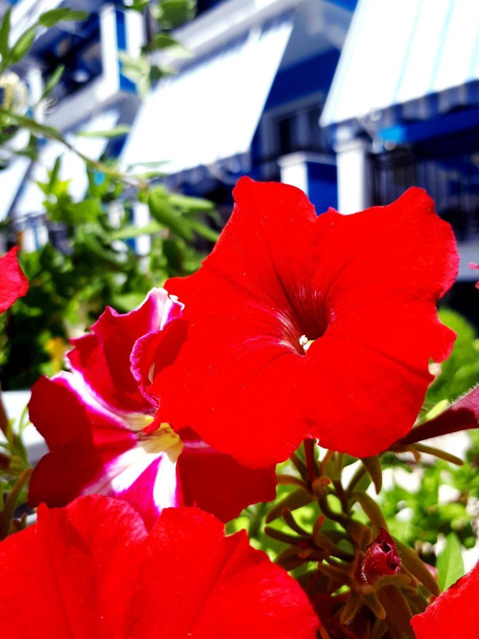 Zante Dahlia Hotel Laganas Exterior foto